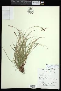 Carex lucorum var. lucorum image