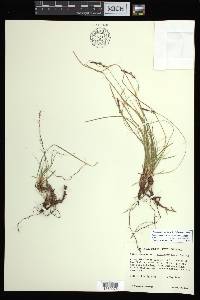 Carex lucorum image