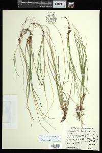 Carex lucorum image