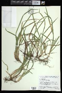 Carex abscondita image