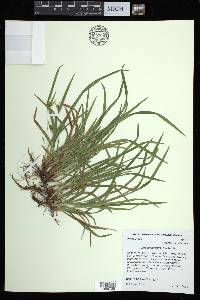 Carex abscondita image