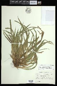 Carex abscondita image