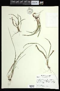 Carex abscondita image