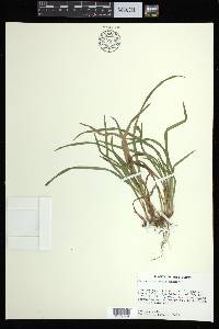 Carex abscondita image