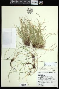 Carex lucorum image