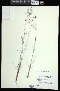 Bulbostylis ciliatifolia image