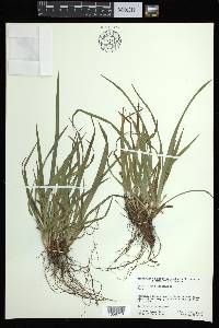 Carex abscondita image