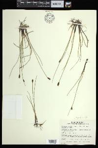 Blysmopsis rufa image