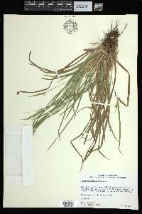 Carex abscondita image