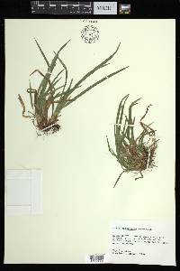 Carex abscondita image