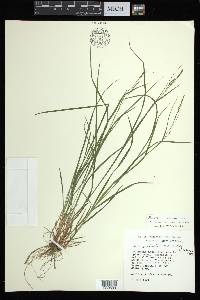 Carex aestivalis image