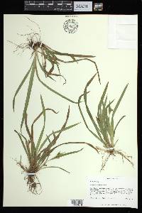 Carex abscondita image