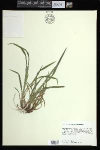 Carex abscondita image