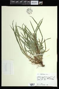 Carex abscondita image