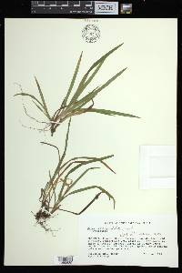 Carex abscondita image