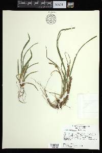 Carex abscondita image