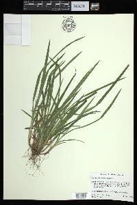 Carex abscondita image