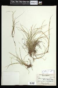 Carex lucorum var. lucorum image