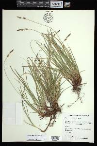 Carex lucorum image