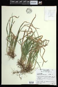 Carex abscondita image