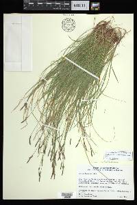 Carex lucorum image