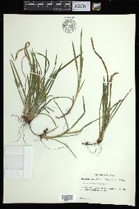 Carex abscondita image