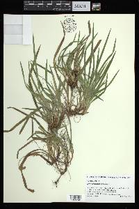 Carex abscondita image