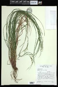 Carex aestivalis image