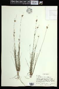 Bulbostylis ciliatifolia image