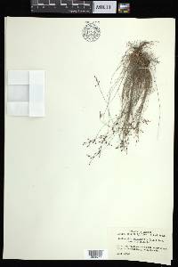 Bulbostylis ciliatifolia image