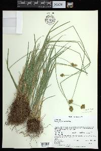 Carex abrupta image