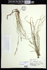 Carex lucorum var. lucorum image