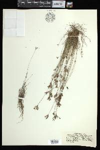 Bulbostylis ciliatifolia image