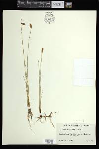 Blysmopsis rufa image