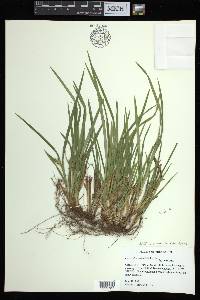 Carex abscondita image