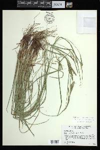 Carex aestivalis image