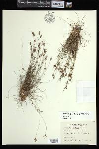 Bulbostylis ciliatifolia image