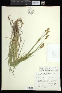 Carex adusta image