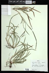 Carex abscondita image