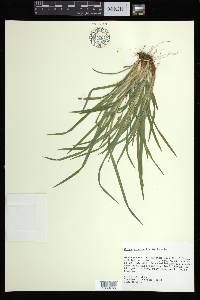 Carex abscondita image