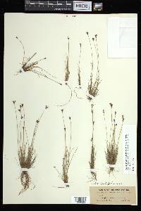 Bulbostylis ciliatifolia image