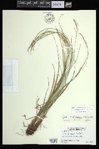 Carex aestivalis image