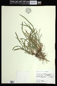 Carex abscondita image