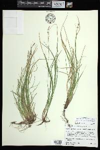 Carex lucorum image