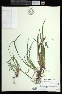 Carex abscondita image