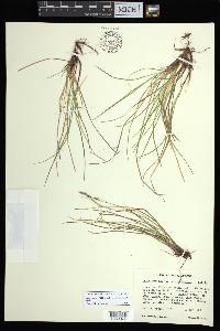 Carex lucorum var. austrolucorum image