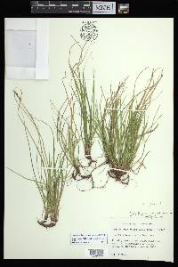 Carex lucorum var. austrolucorum image