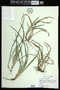 Carex abscondita image