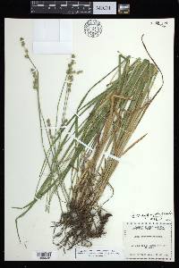 Carex aggregata image