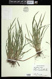 Carex abscondita image